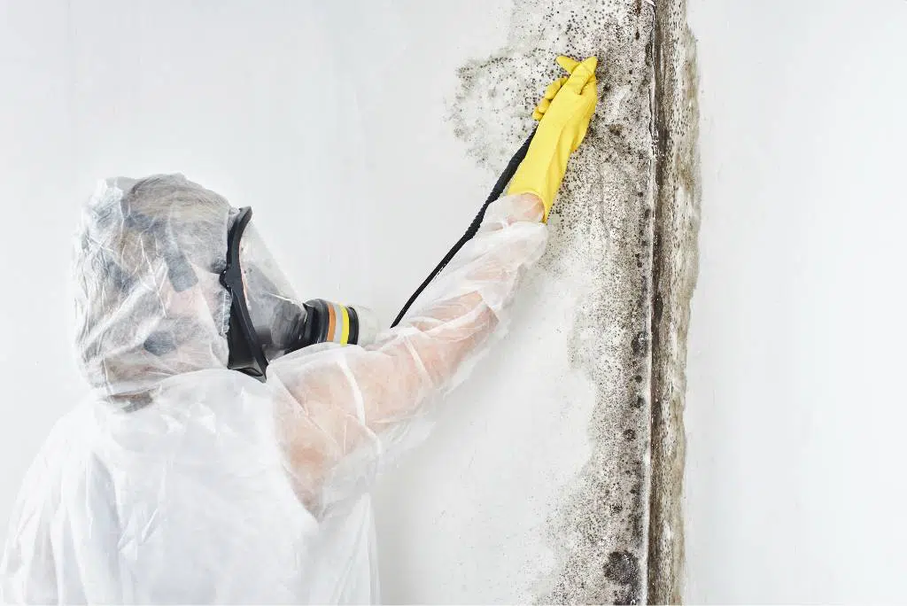 mold inspection after mold remediation