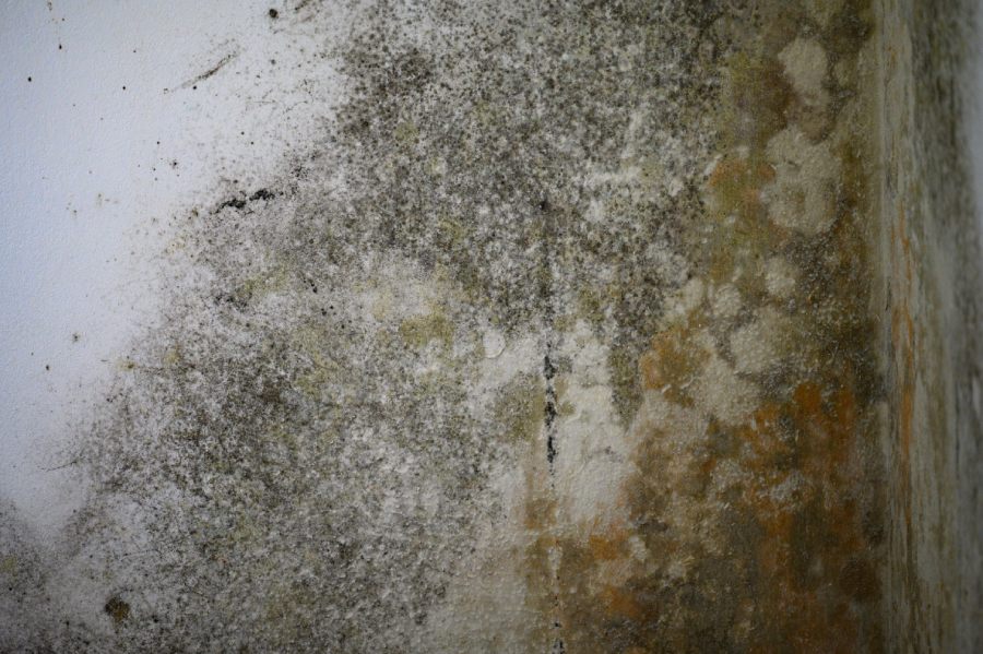 Extent of Mold Growth