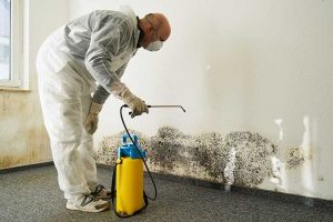 Mold Removal vs Mold Remediation