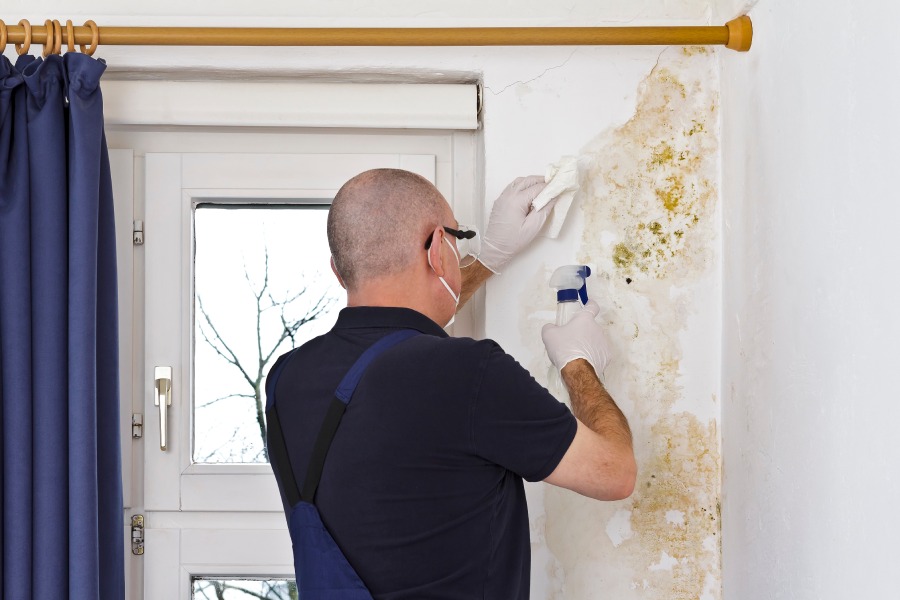 Mold Removal