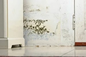 Should You Replace Moldy Drywall