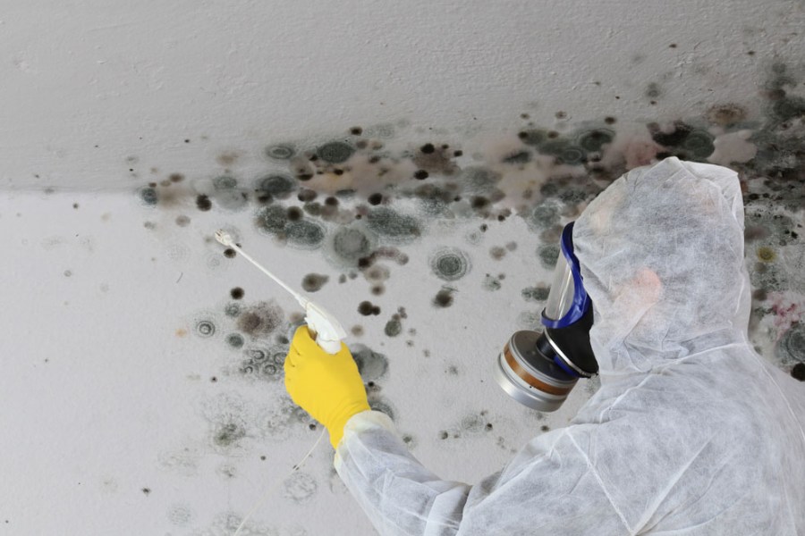 When to Choose Mold Remediation