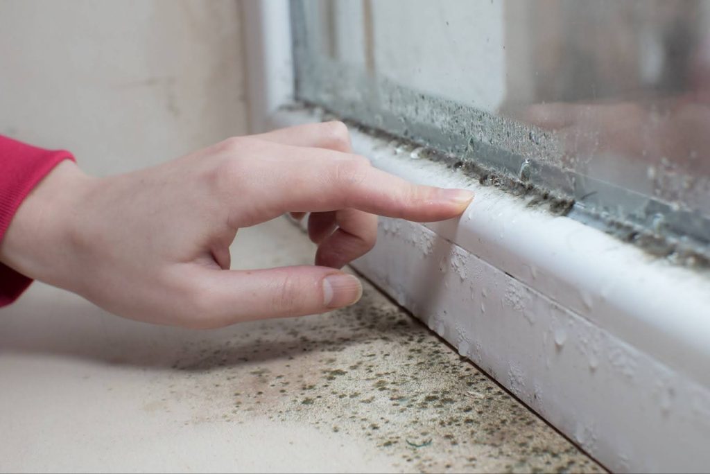 Health Implications and Preventing Rapid Mold Spread