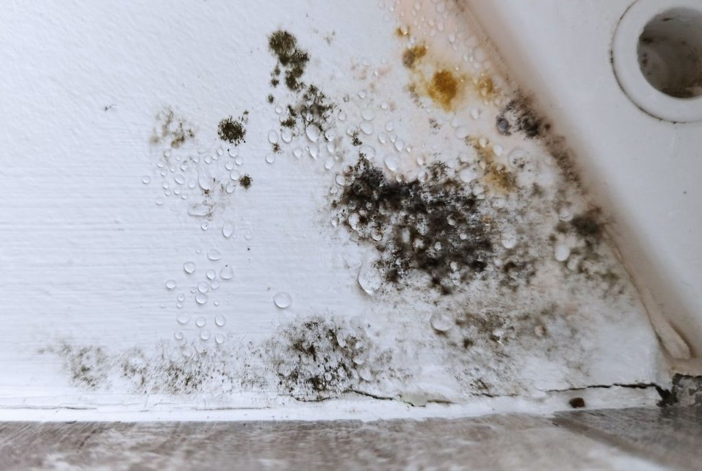 How Fast Does Mold Spread