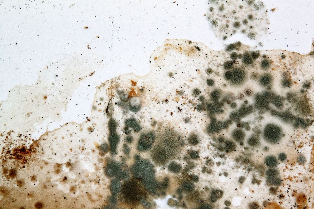 Types of Mold Found in Homes